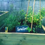 School Sensory Garden Smell