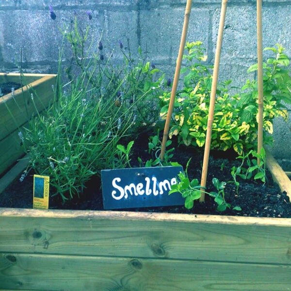 School Sensory Garden Smell